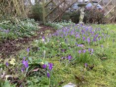 Spring flowers Spring flowers