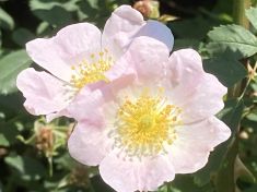 Wild rose Wild rose